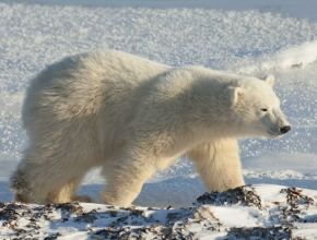 Где-то на белом свете... 27 февраля - Международный день полярного медведя