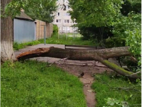 После грозы и урагана в Тольятти попадали деревья