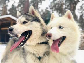 Целуем в мокрые носы! Почему 2 февраля – День ездовых собак