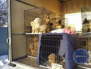 130 собак в одной квартире! Шокирующая ситуация вновь произошла в Тольятти