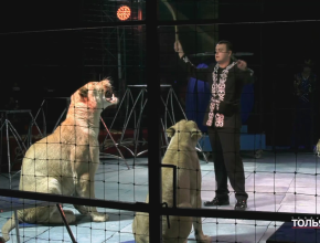 Буря эмоций и масса впечатлений – в Тольятти выступает цирк «Максимус!