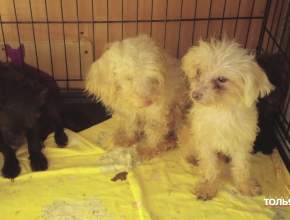 Шокирующая история спасения собак в Тольятти получила продолжение. Рассказываем подробности