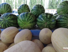 Дыни и арбузы уже можно пробовать