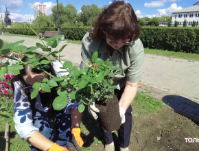 30 саженцев роз было высажено в Тольятти в честь 30-летия ТОСа Автозаводского района