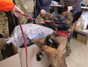 Необычный заказ. В Тольятти начали шить специальную экипировку для собак, которые находятся в зоне СВО