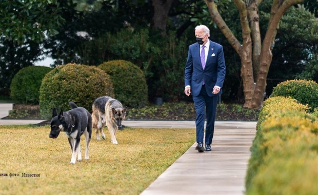Собаки президента устроили переполох