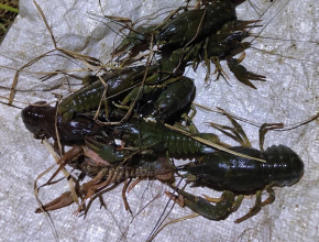 До двух лет тюрьмы может получить житель Самары за ловлю раков в Сызрани