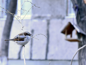 «Чтоб без песен не пришлось нам встречать весну». 15 января отмечается Всероссийский день зимующих птиц