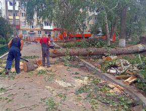 53 млн рублей планируется потратить на содержание деревьев. Администрация городского округа Тольятти ищет подрядчика