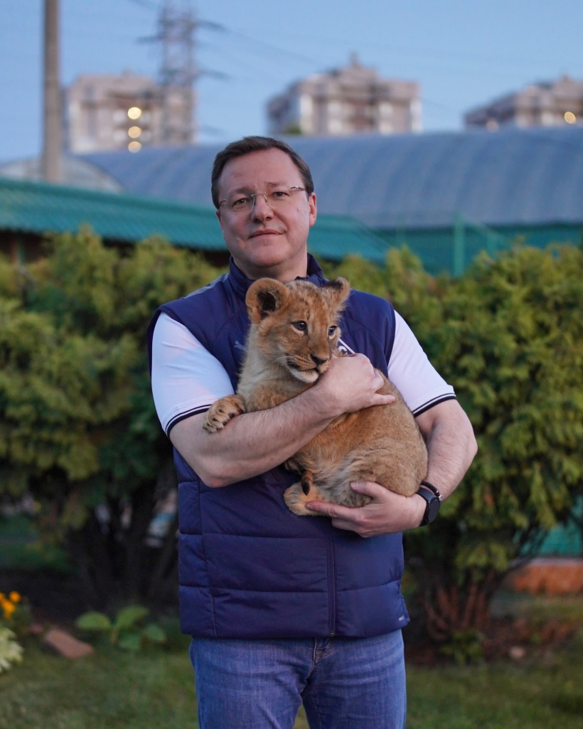 Подарок для всей области! В самарском зоопарке появился новый обитатель -  львенок Алтай | 27.06.2023 | Тольятти - БезФормата