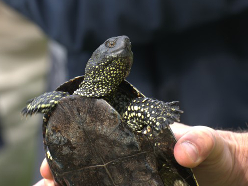 Выпустим черепаху. Европейская Болотная черепаха. Болотная черепаха размер. Озеро кольчужное Жигулевский заповедник. Черепашки озера.