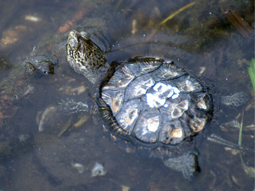 Черепахи в озерах. Озерная черепаха. Черепашье озеро. Карасунские озера черепахи. Черепахи на челябинских озёрах.