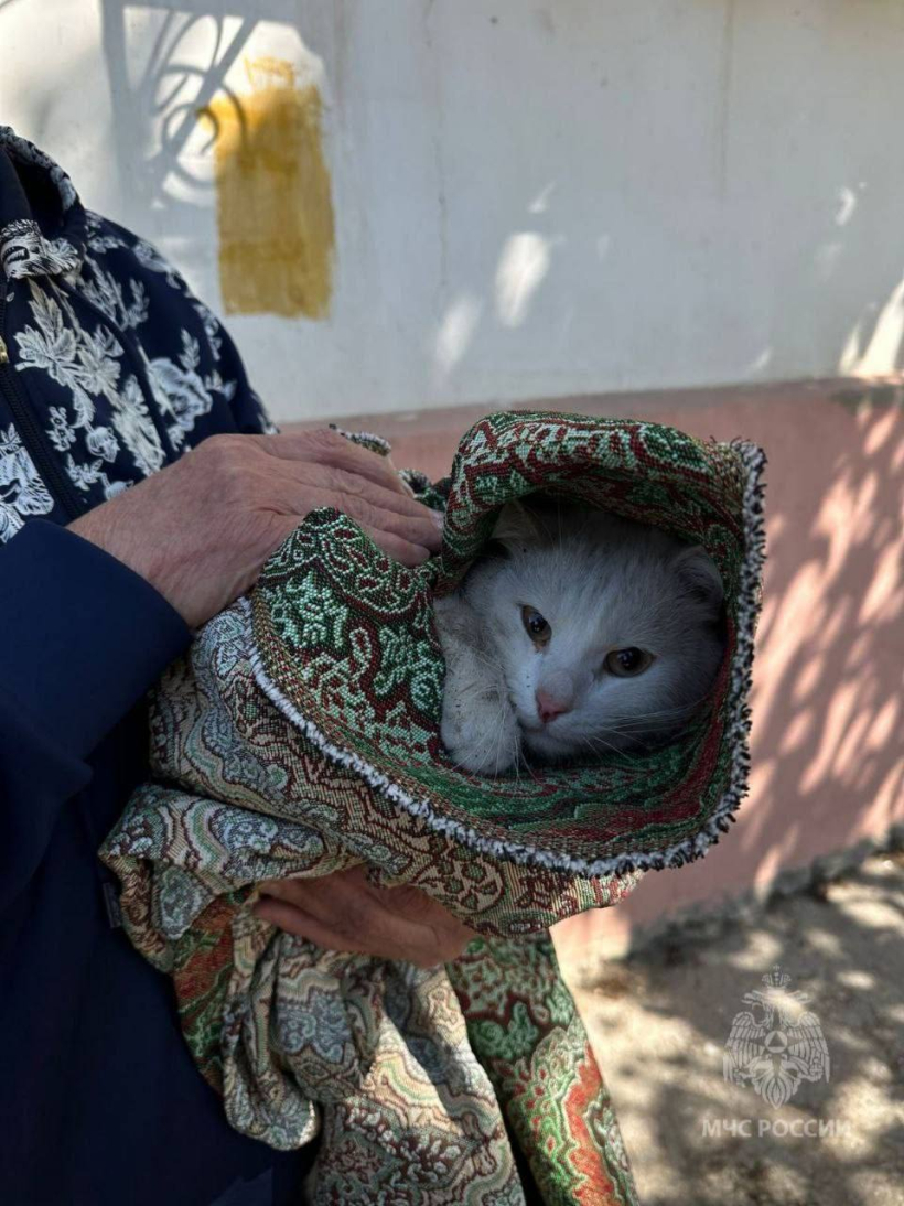 Спасение пушистого! В Самарской области пожарный МЧС России спас кота с  тополя | телеканал ТОЛЬЯТТИ 24